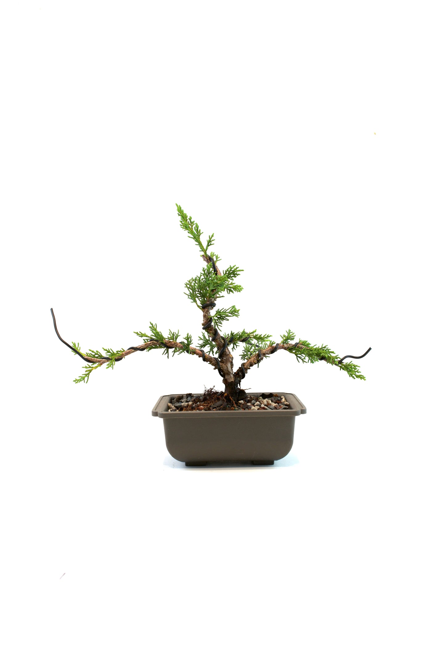 Shimpaku Juniper Rare Bonsai 6" Training Pot - One of a Kind Bonsai