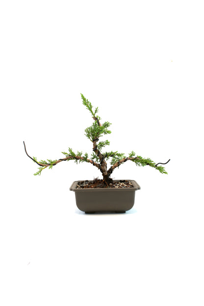 Shimpaku Juniper Rare Bonsai 6" Training Pot - One of a Kind Bonsai