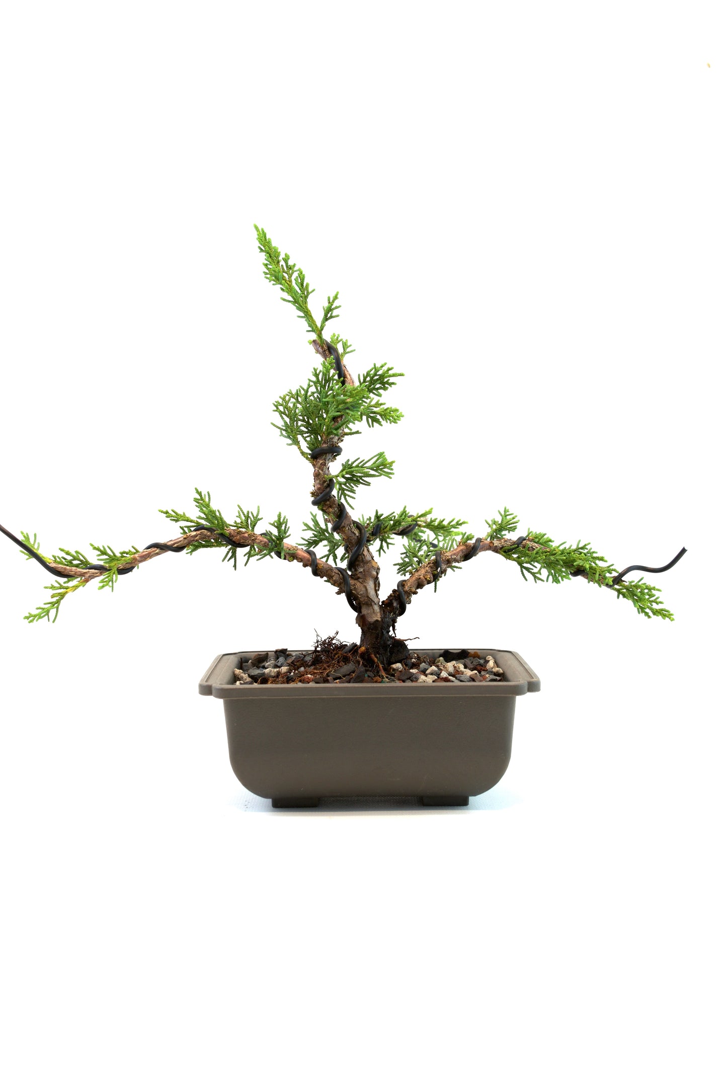 Shimpaku Juniper Rare Bonsai 6" Training Pot - One of a Kind Bonsai