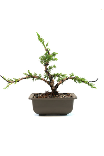 Shimpaku Juniper Rare Bonsai 6" Training Pot - One of a Kind Bonsai