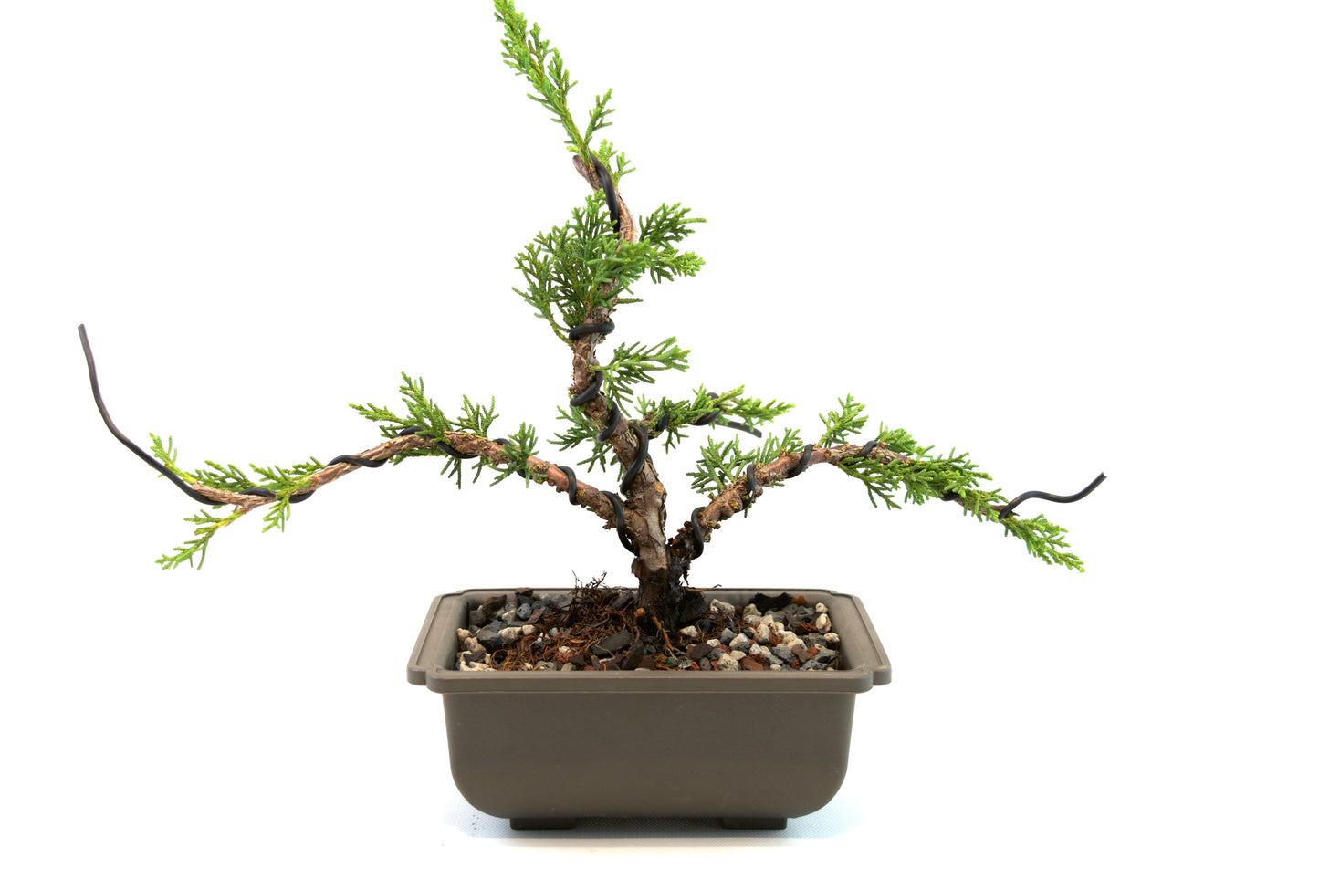 Shimpaku Juniper Rare Bonsai 6" Training Pot - One of a Kind Bonsai