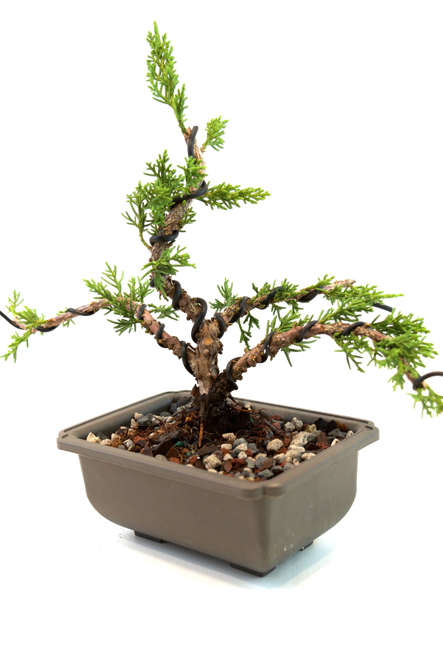 Shimpaku Juniper Rare Bonsai 6" Training Pot - One of a Kind Bonsai