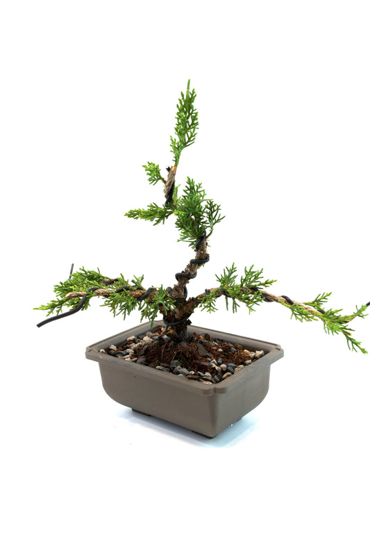 Shimpaku Juniper Rare Bonsai 6" Training Pot - One of a Kind Bonsai