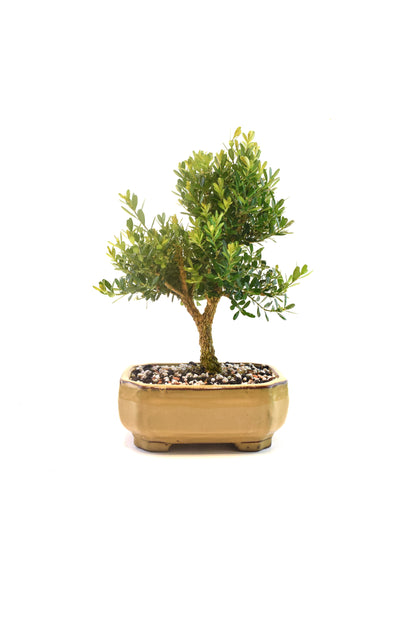 Taiwan Boxwood Bonsai Ceramic 6" Pot - One of a Kind Bonsai