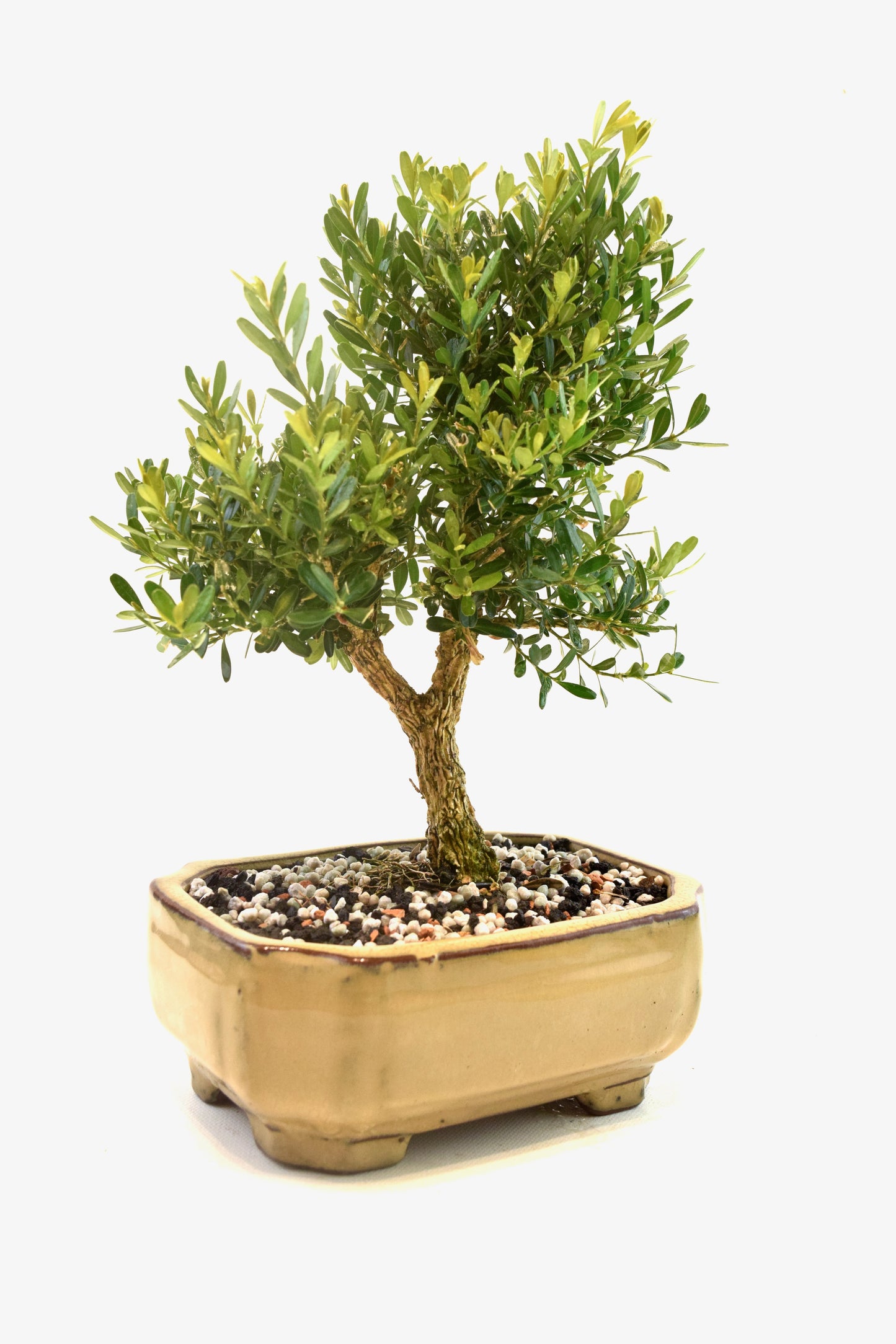 Taiwan Boxwood Bonsai Ceramic 6" Pot - One of a Kind Bonsai
