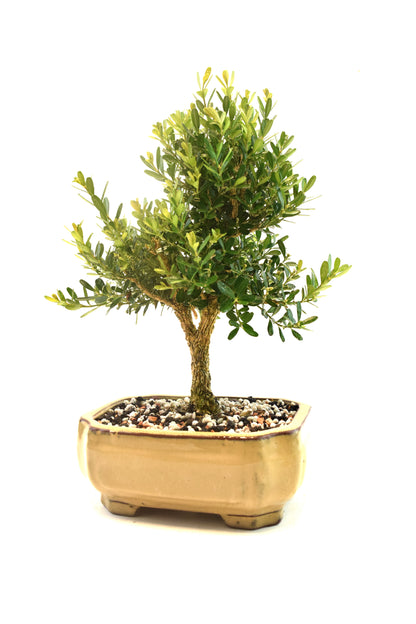 Taiwan Boxwood Bonsai Ceramic 6" Pot - One of a Kind Bonsai