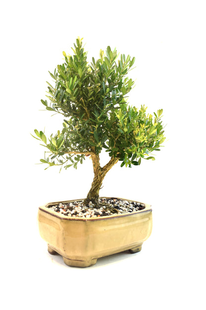 Taiwan Boxwood Bonsai Ceramic 6" Pot - One of a Kind Bonsai