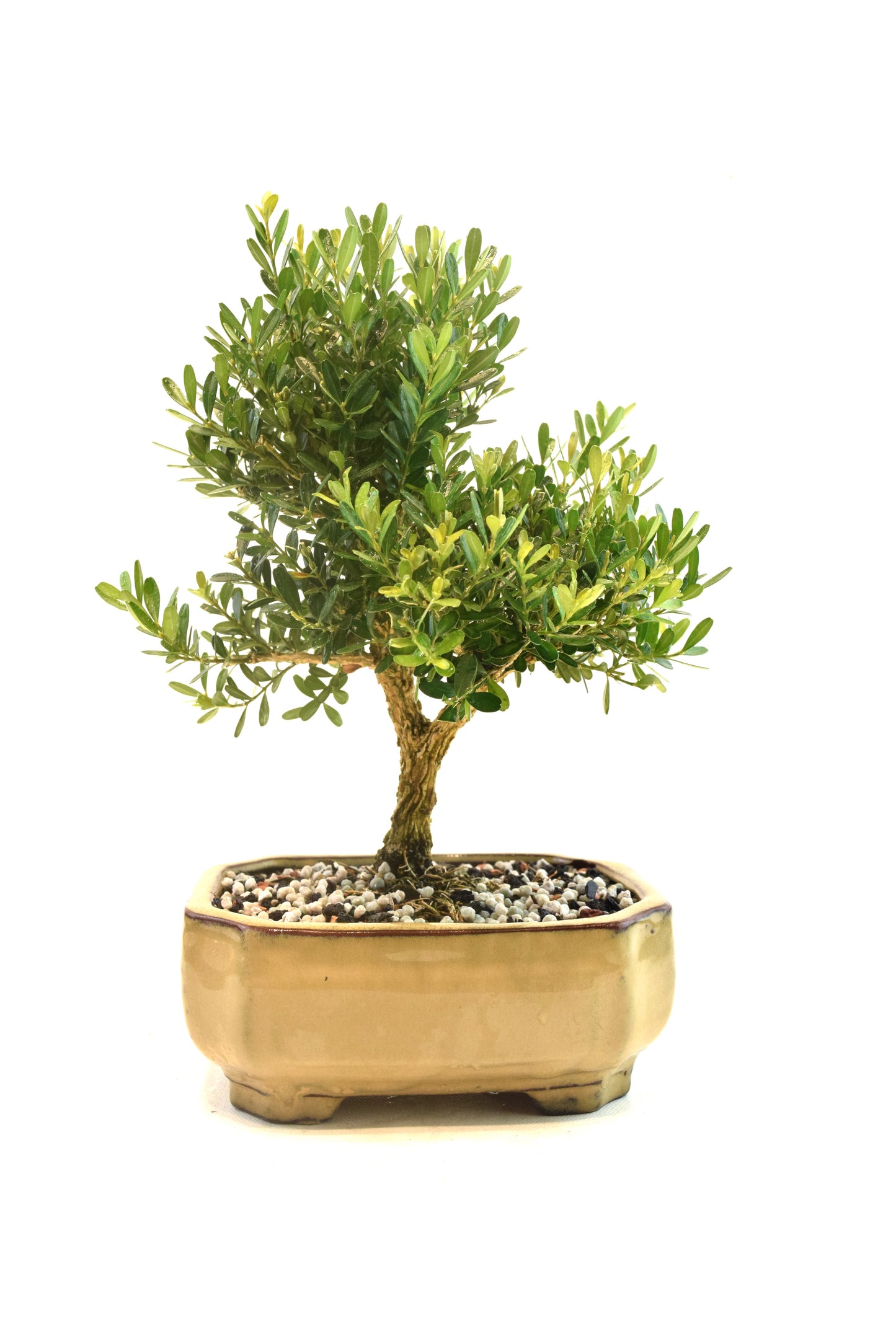 Taiwan Boxwood Bonsai Ceramic 6" Pot - One of a Kind Bonsai