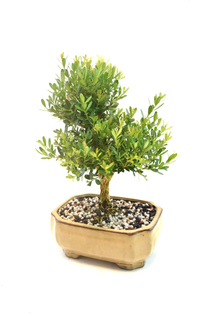 Taiwan Boxwood Bonsai Ceramic 6" Pot - One of a Kind Bonsai