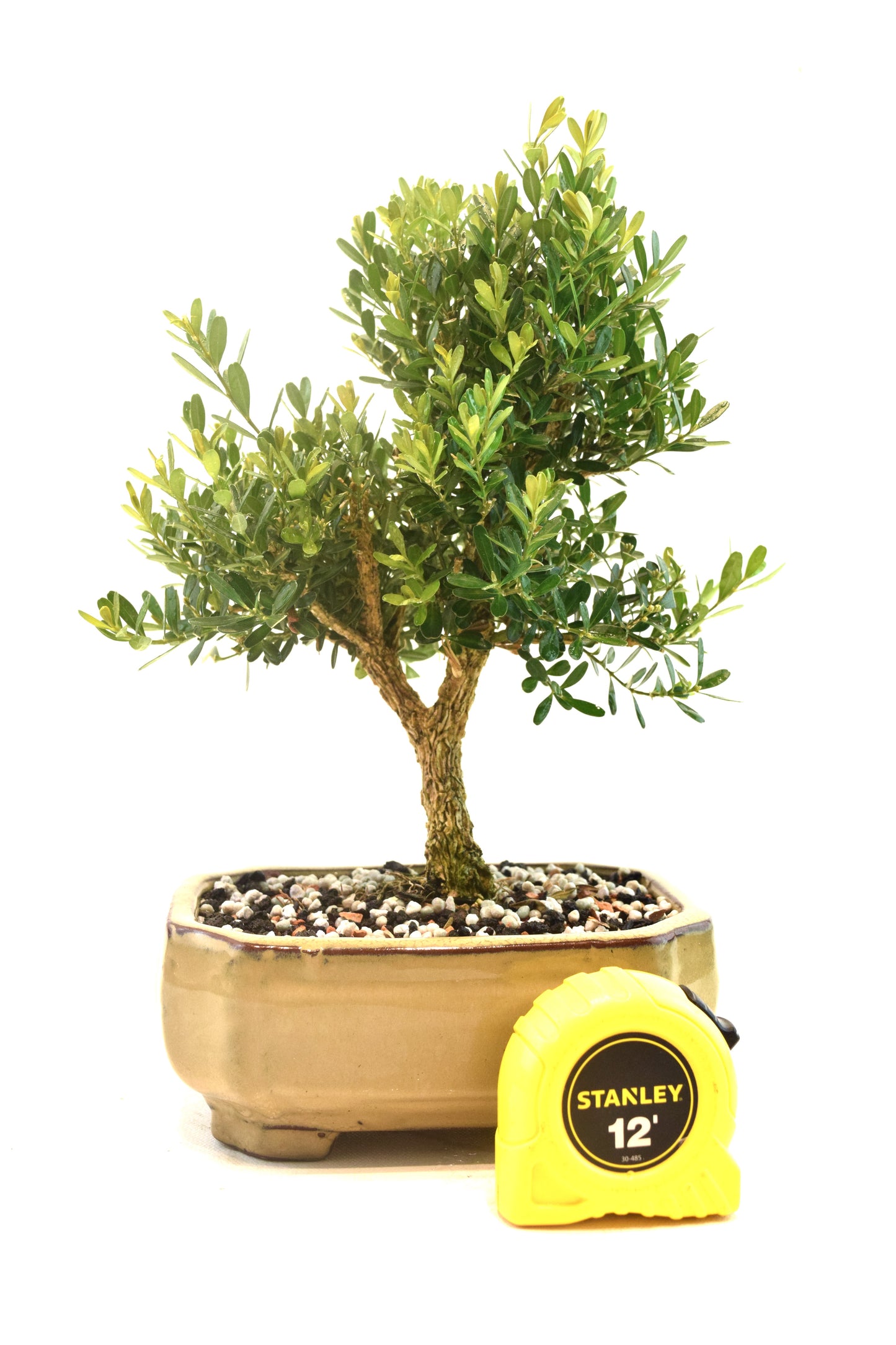 Taiwan Boxwood Bonsai Ceramic 6" Pot - One of a Kind Bonsai