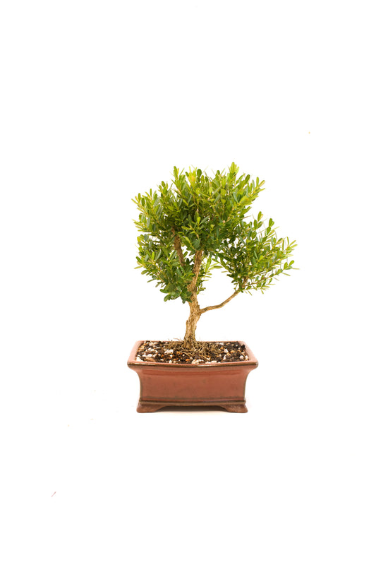 Taiwan Boxwood Bonsai Ceramic 6" Pot - One of a Kind Bonsai