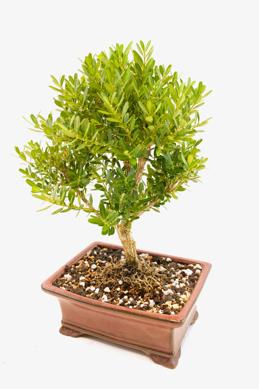 Taiwan Boxwood Bonsai Ceramic 6" Pot - One of a Kind Bonsai
