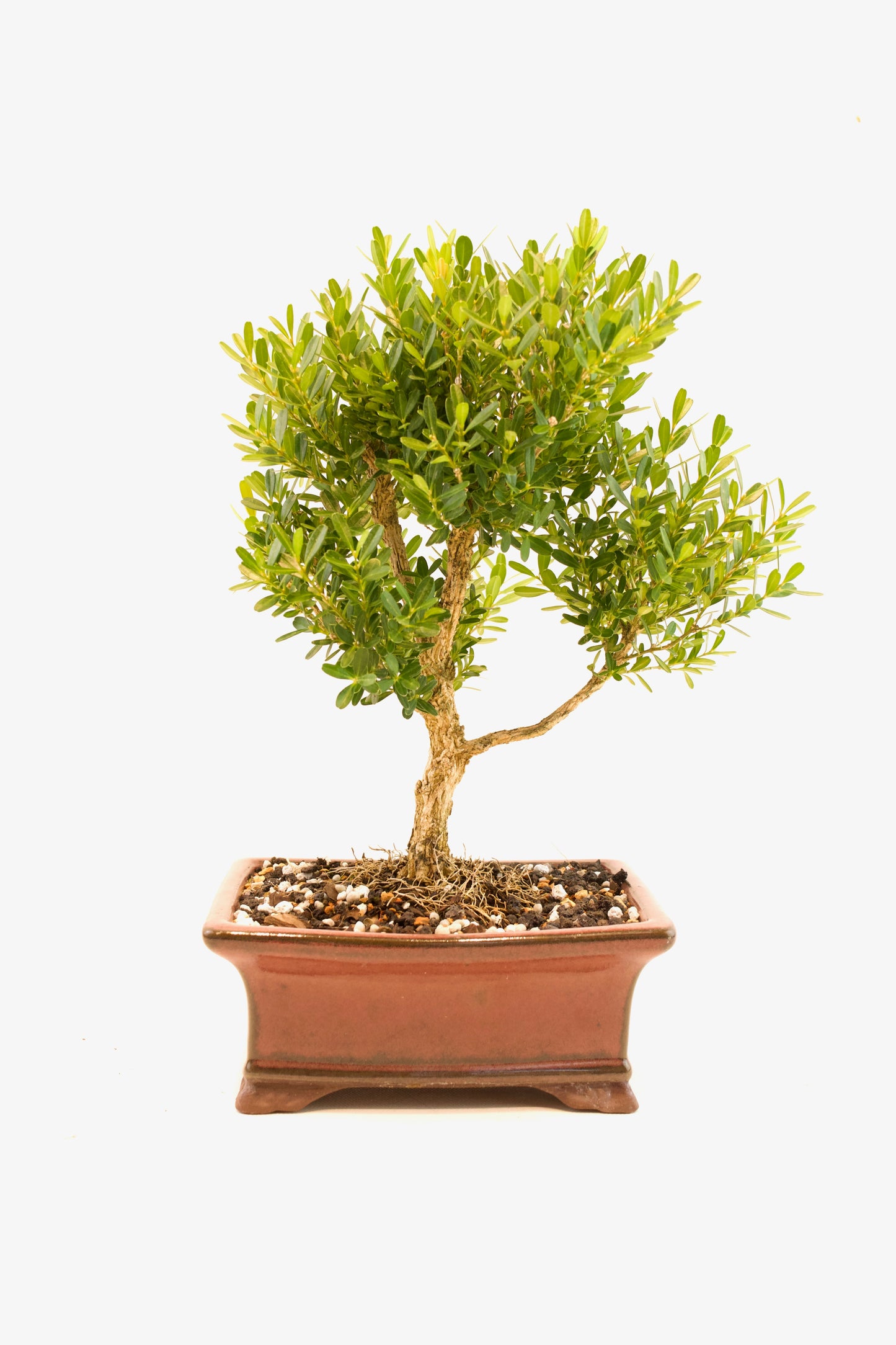 Taiwan Boxwood Bonsai Ceramic 6" Pot - One of a Kind Bonsai