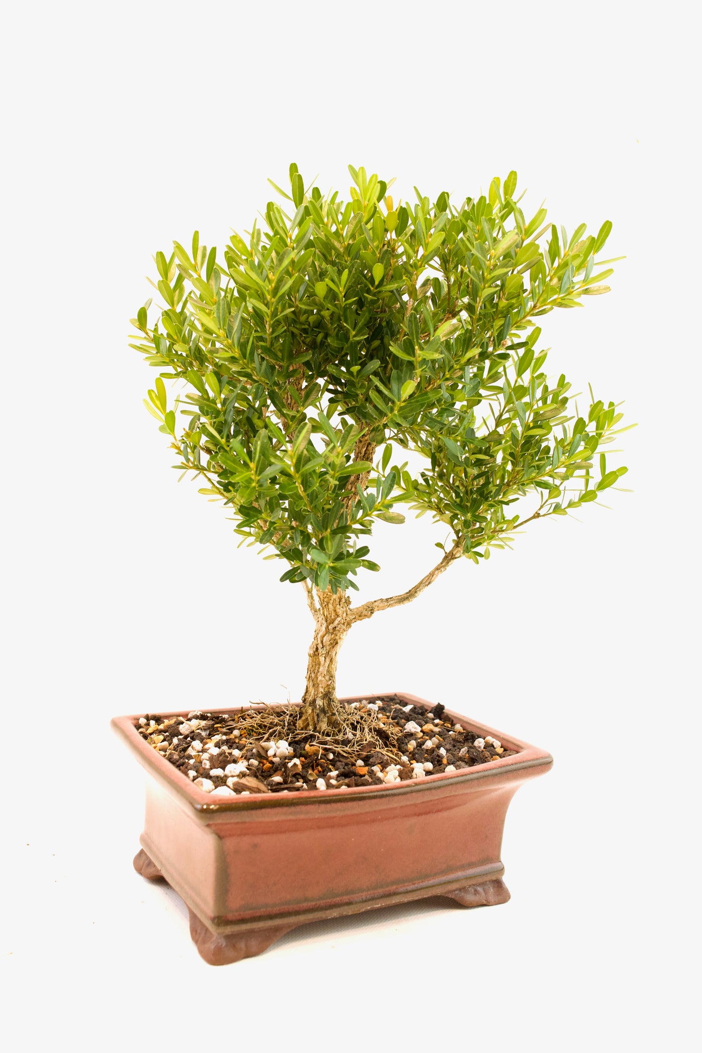 Taiwan Boxwood Bonsai Ceramic 6" Pot - One of a Kind Bonsai