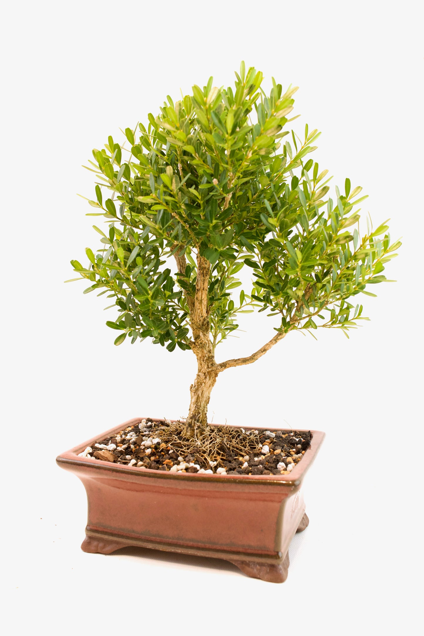 Taiwan Boxwood Bonsai Ceramic 6" Pot - One of a Kind Bonsai