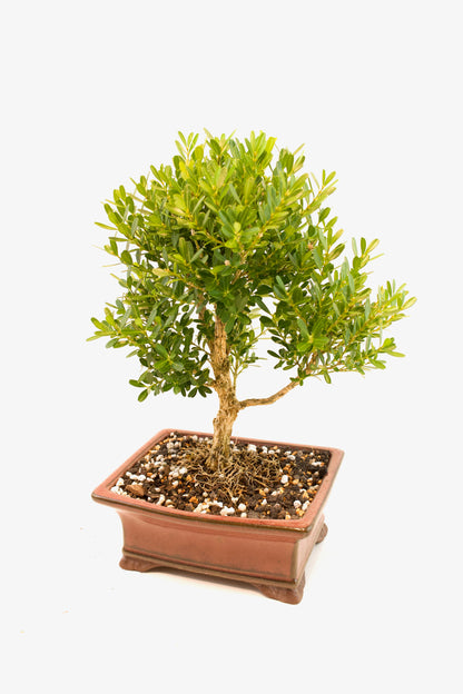 Taiwan Boxwood Bonsai Ceramic 6" Pot - One of a Kind Bonsai