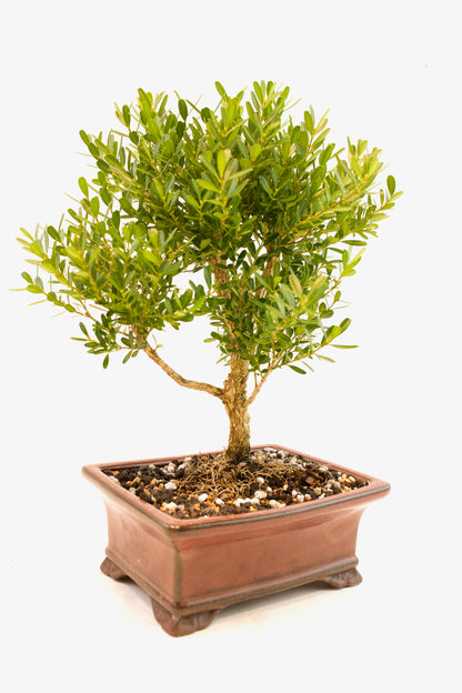 Taiwan Boxwood Bonsai Ceramic 6" Pot - One of a Kind Bonsai