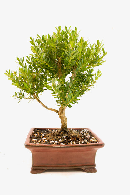 Taiwan Boxwood Bonsai Ceramic 6" Pot - One of a Kind Bonsai