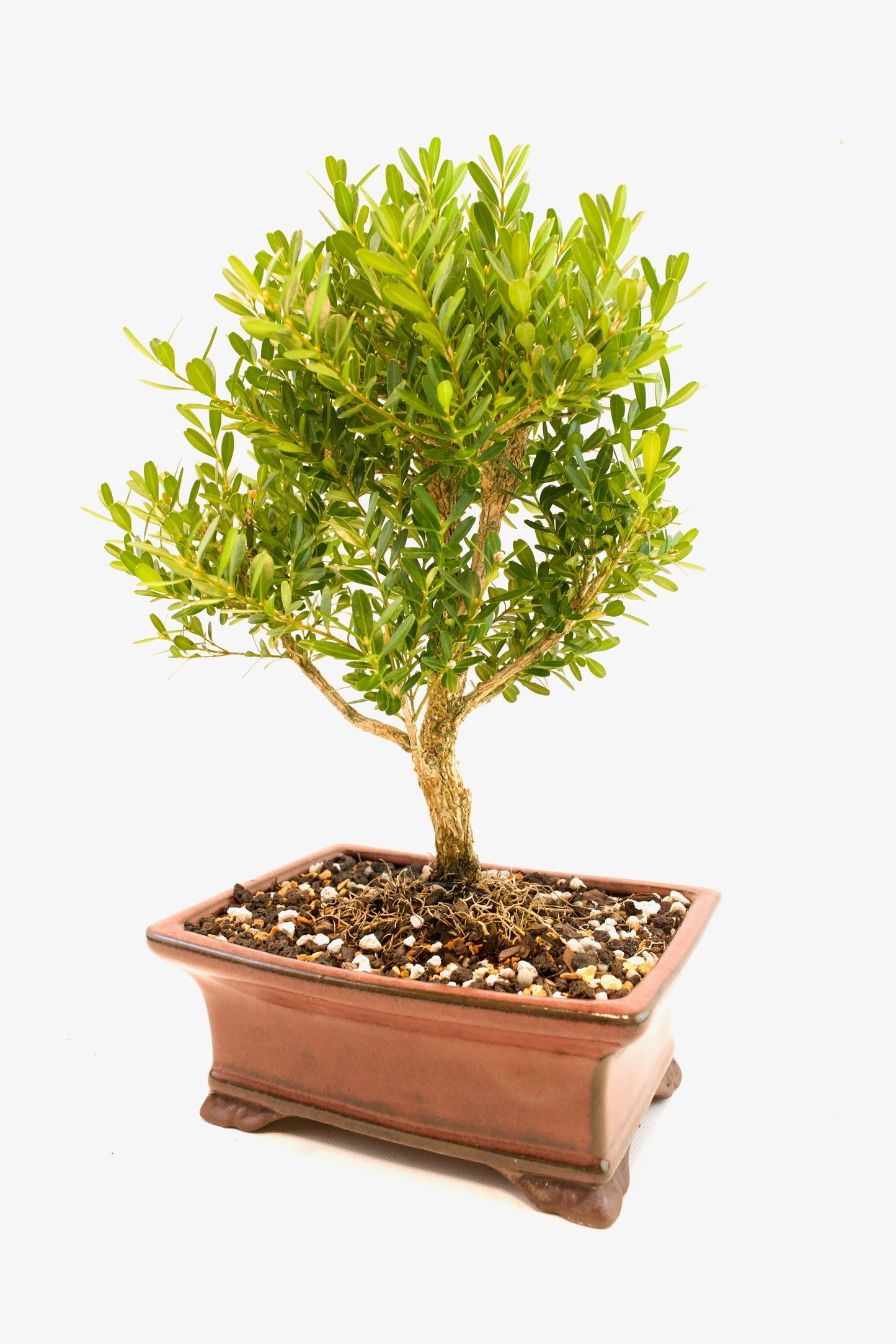 Taiwan Boxwood Bonsai Ceramic 6" Pot - One of a Kind Bonsai