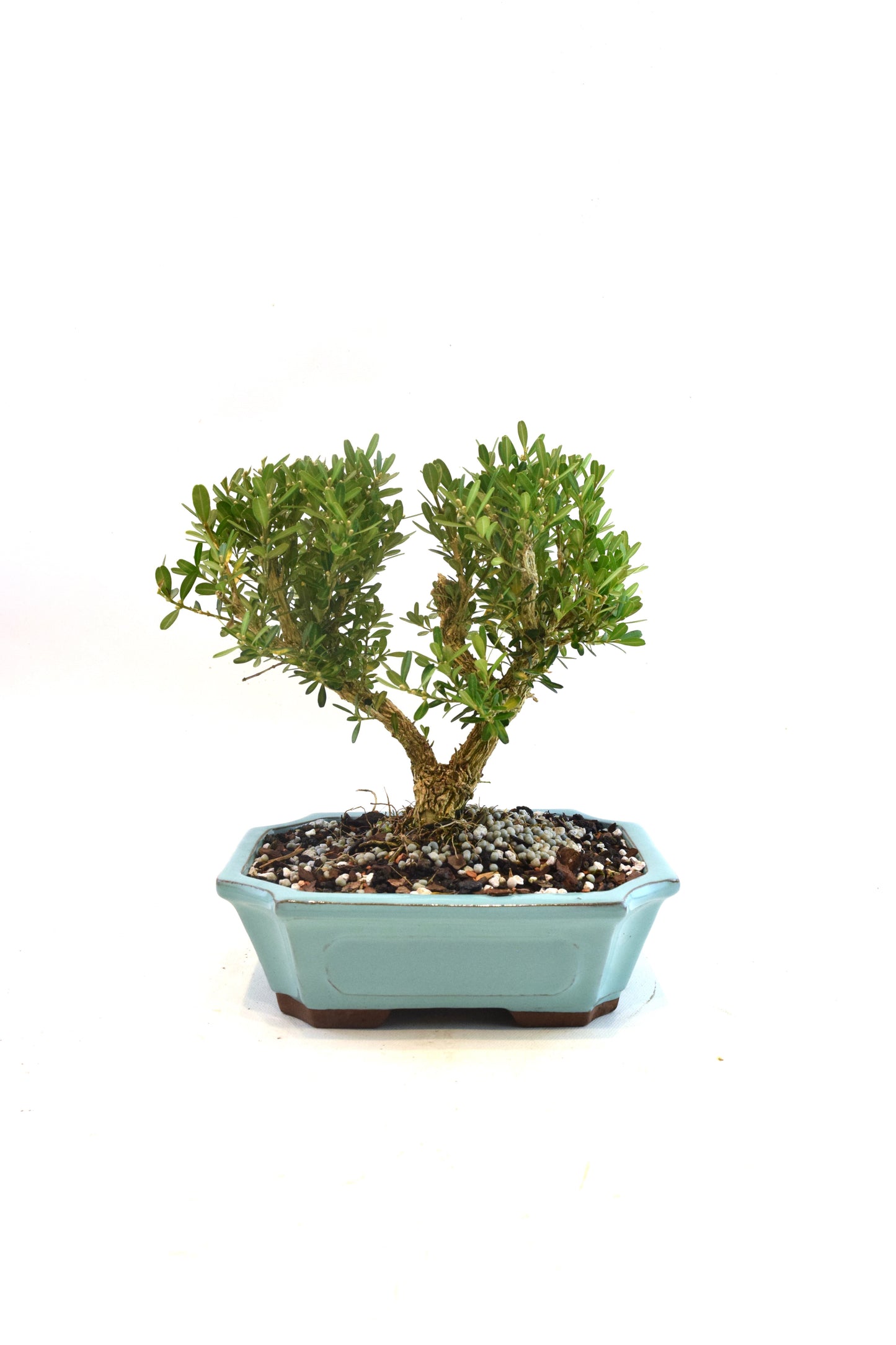 Taiwan Boxwood Bonsai Ceramic 7" Pot - One of a Kind Bonsai