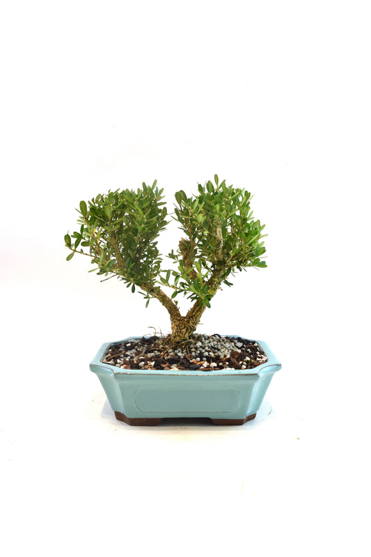 Taiwan Boxwood Bonsai Ceramic 7" Pot - One of a Kind Bonsai