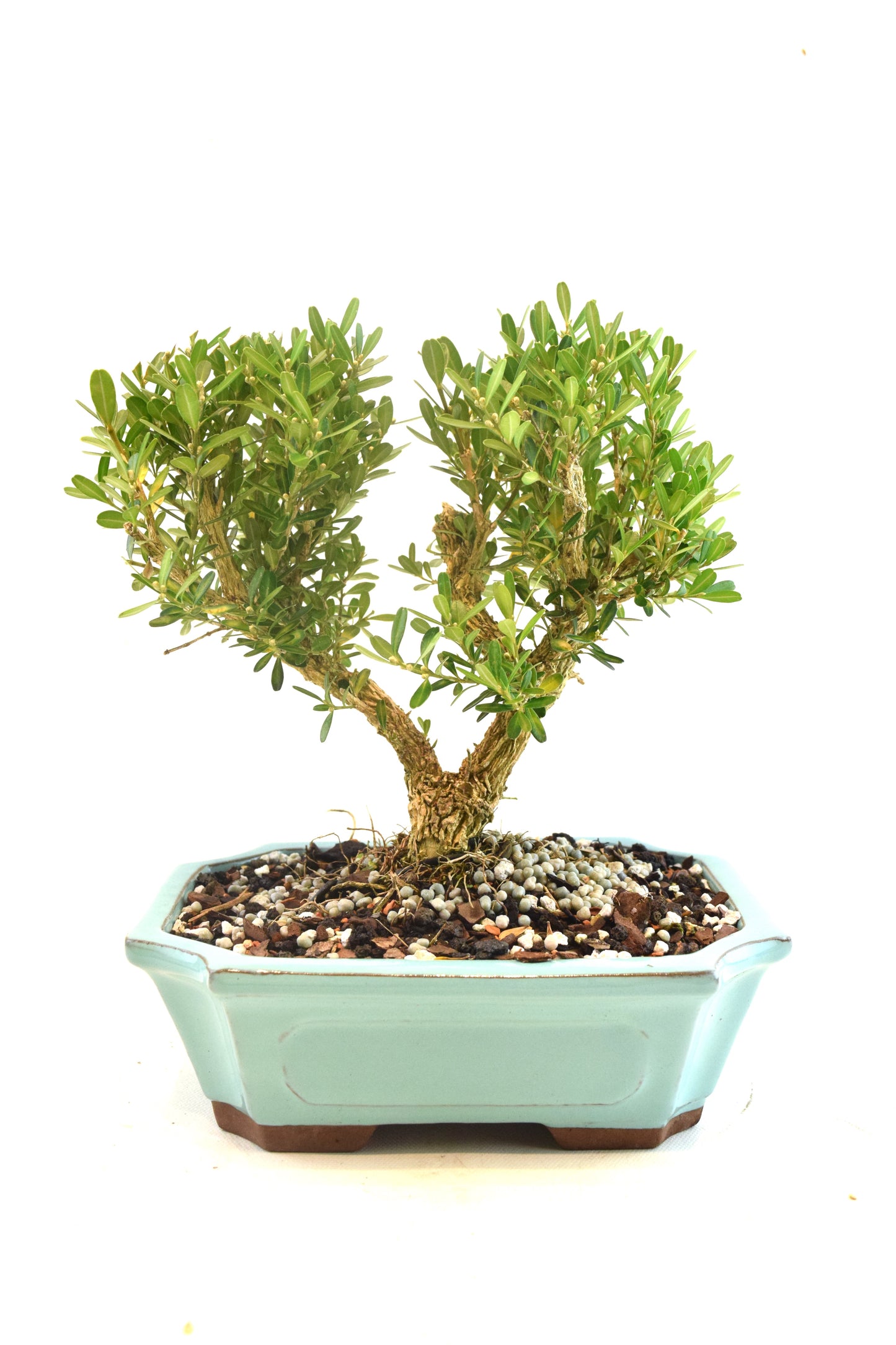 Taiwan Boxwood Bonsai Ceramic 7" Pot - One of a Kind Bonsai