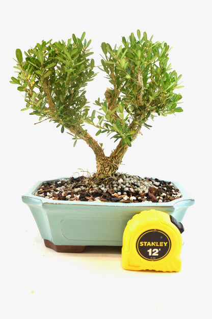 Taiwan Boxwood Bonsai Ceramic 7" Pot - One of a Kind Bonsai