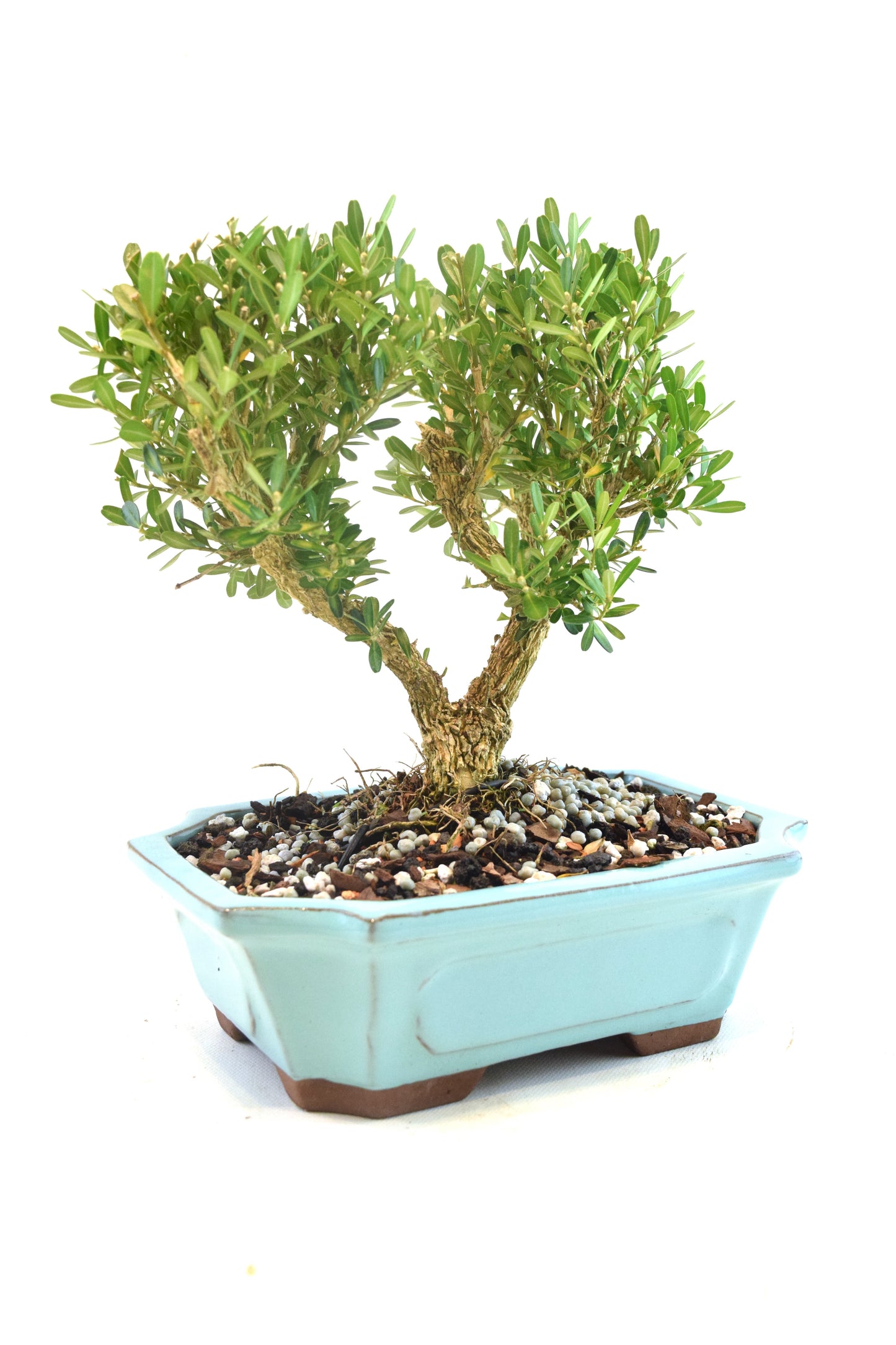 Taiwan Boxwood Bonsai Ceramic 7" Pot - One of a Kind Bonsai