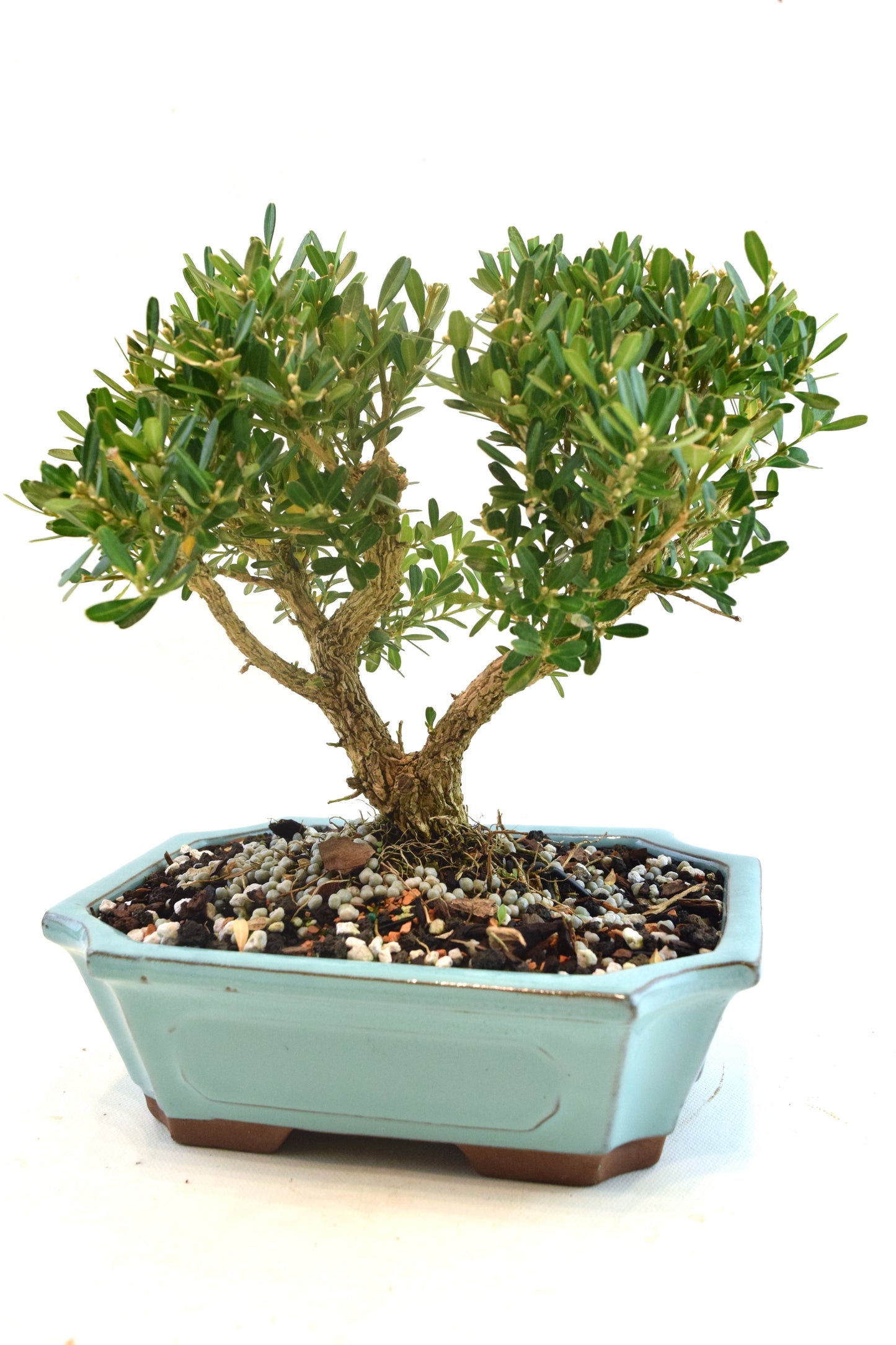 Taiwan Boxwood Bonsai Ceramic 7" Pot - One of a Kind Bonsai