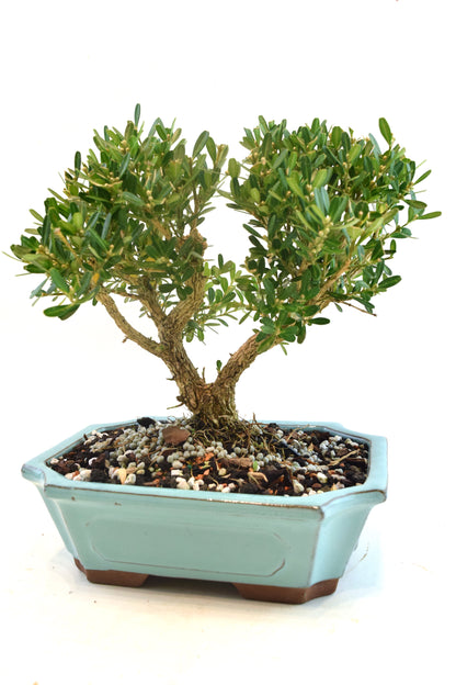 Taiwan Boxwood Bonsai Ceramic 7" Pot - One of a Kind Bonsai