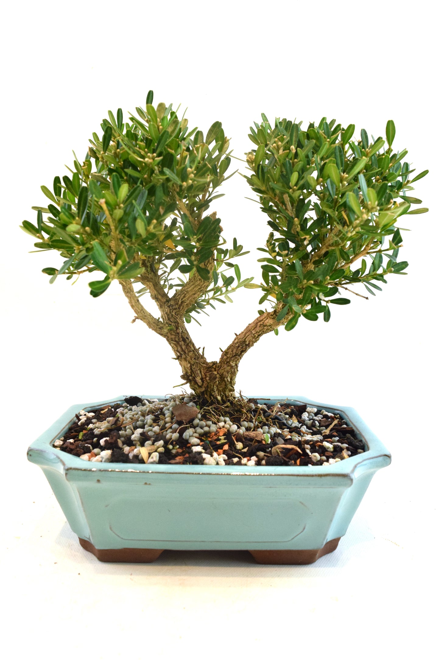Taiwan Boxwood Bonsai Ceramic 7" Pot - One of a Kind Bonsai