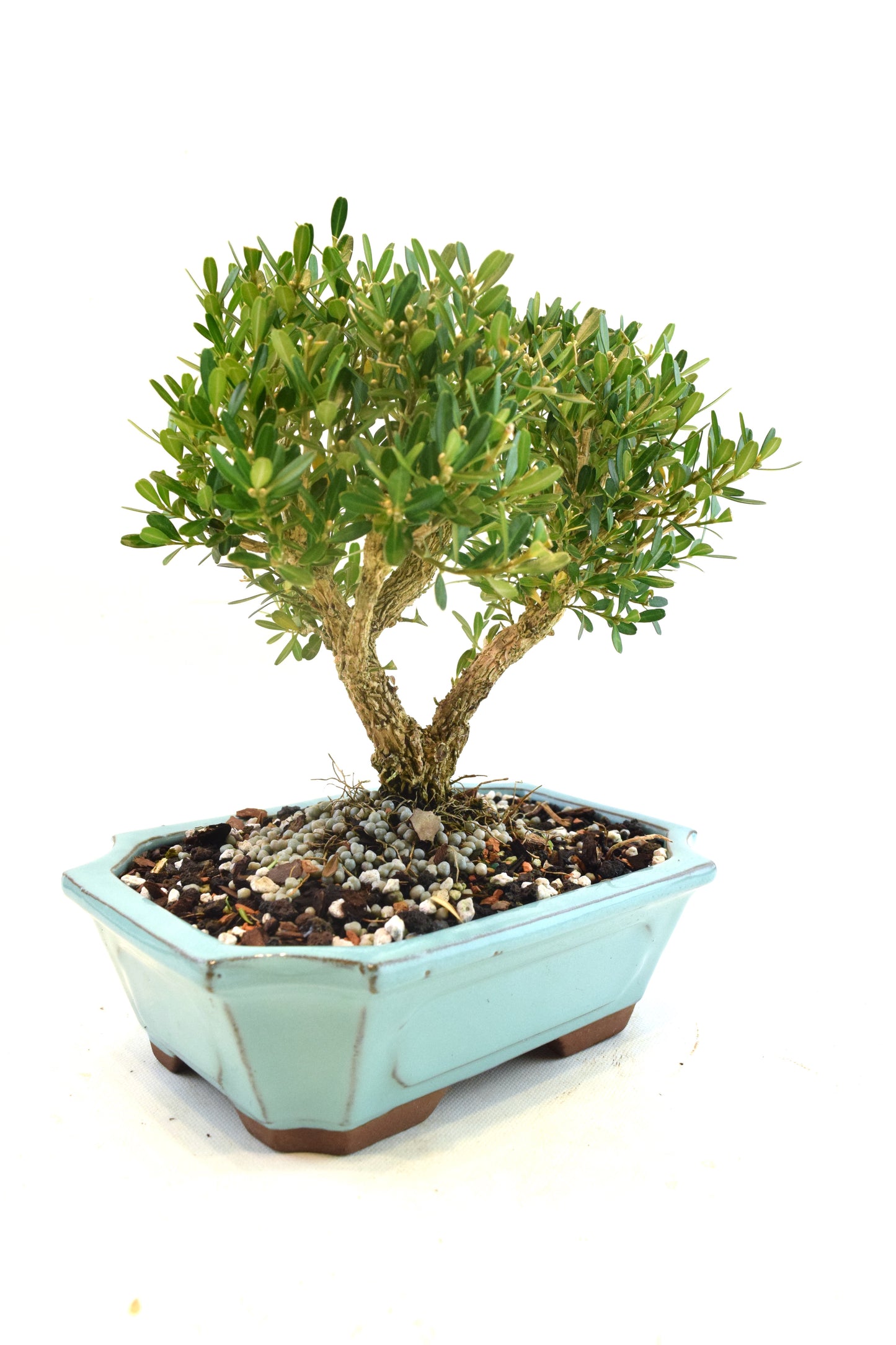 Taiwan Boxwood Bonsai Ceramic 7" Pot - One of a Kind Bonsai