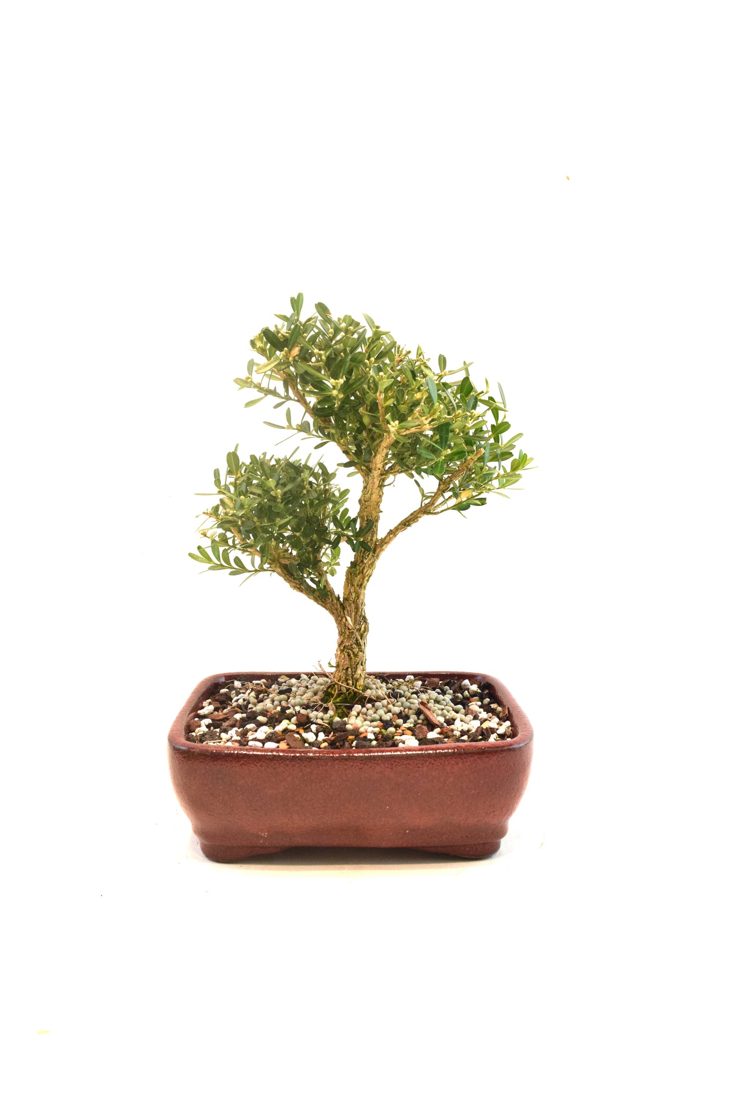 Taiwan Boxwood Bonsai Ceramic 7" Pot - One of a Kind Bonsai