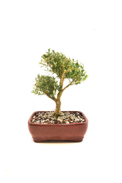 Taiwan Boxwood Bonsai Ceramic 7" Pot - One of a Kind Bonsai