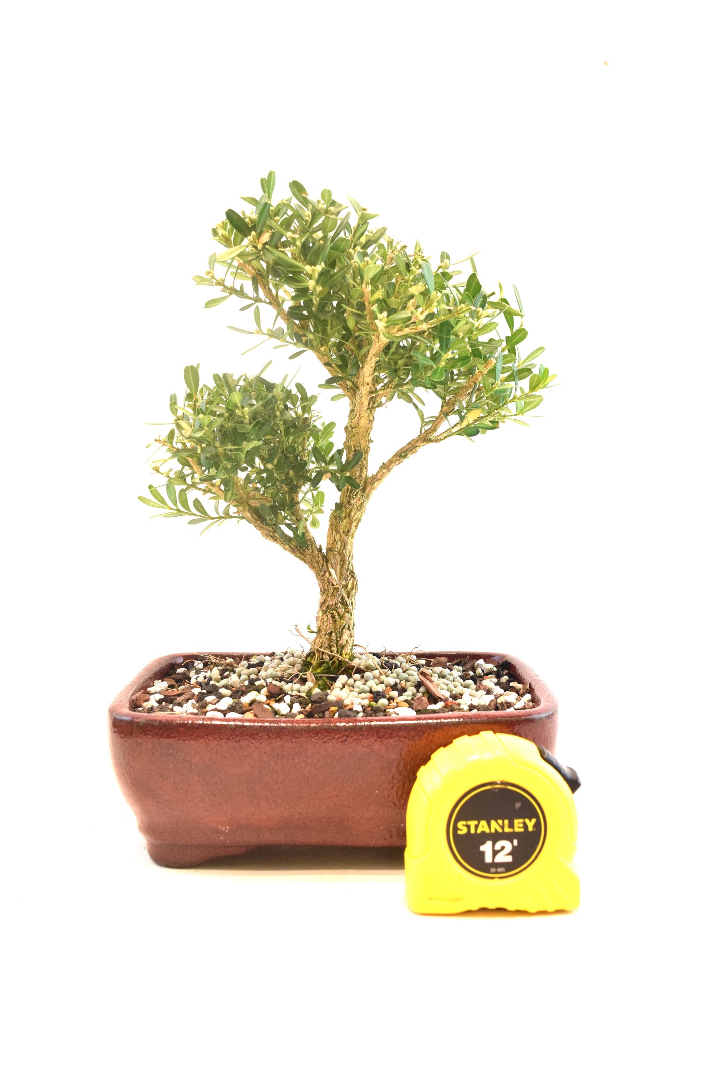 Taiwan Boxwood Bonsai Ceramic 7" Pot - One of a Kind Bonsai
