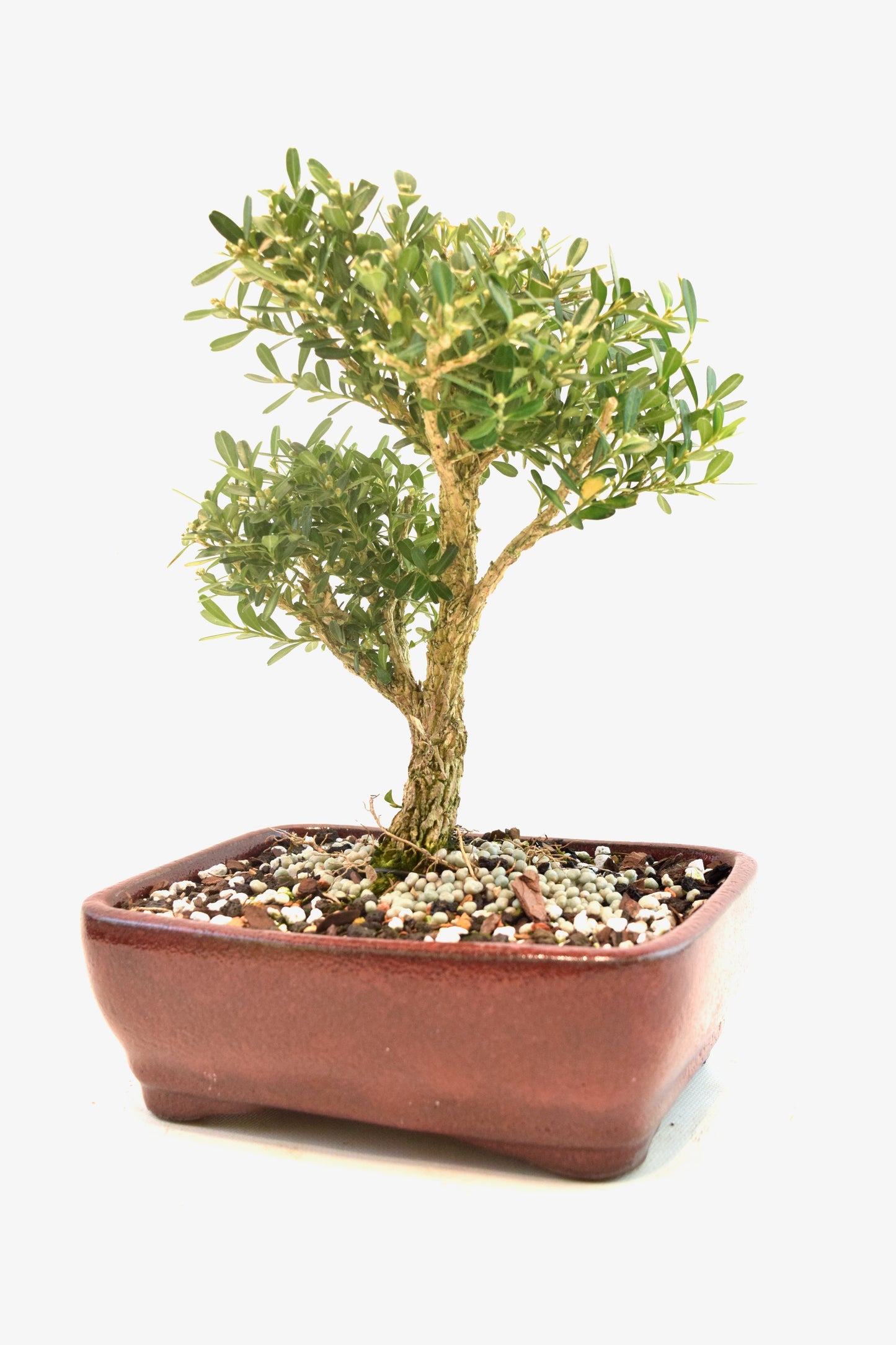 Taiwan Boxwood Bonsai Ceramic 7" Pot - One of a Kind Bonsai