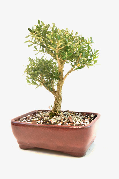 Taiwan Boxwood Bonsai Ceramic 7" Pot - One of a Kind Bonsai