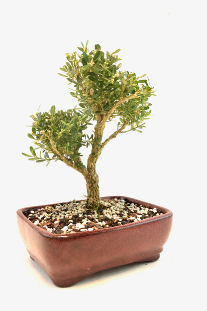 Taiwan Boxwood Bonsai Ceramic 7" Pot - One of a Kind Bonsai