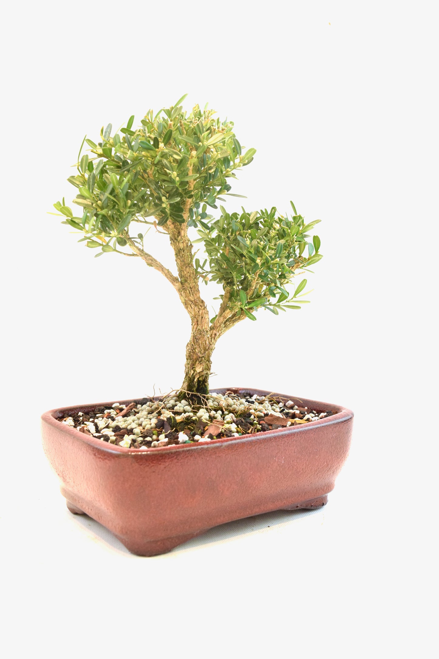Taiwan Boxwood Bonsai Ceramic 7" Pot - One of a Kind Bonsai