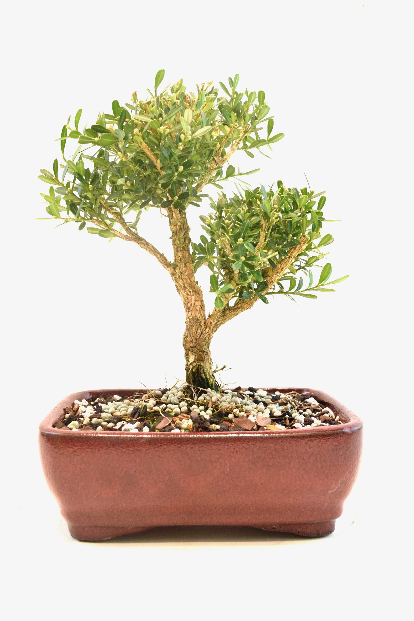 Taiwan Boxwood Bonsai Ceramic 7" Pot - One of a Kind Bonsai