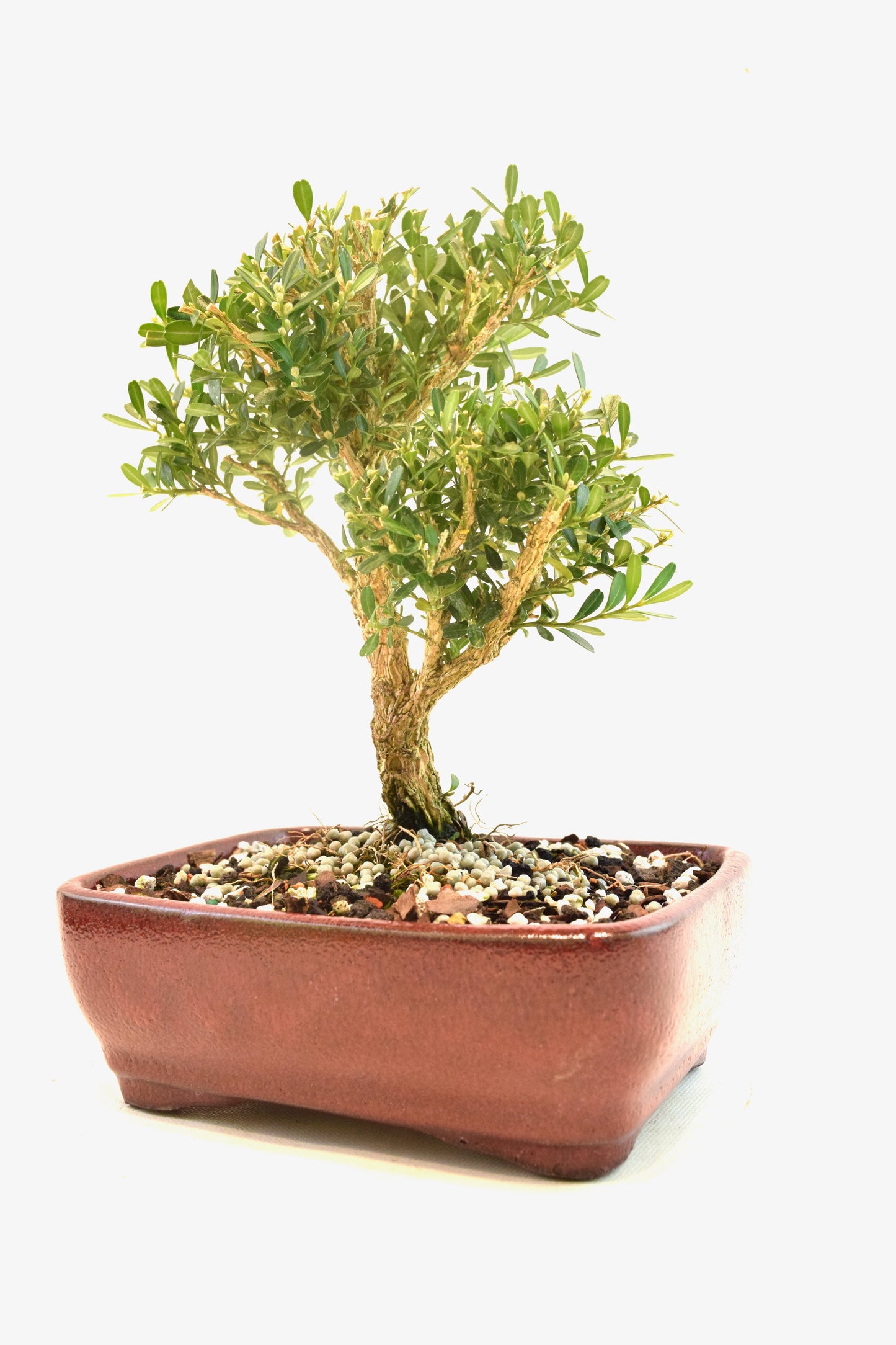 Taiwan Boxwood Bonsai Ceramic 7" Pot - One of a Kind Bonsai