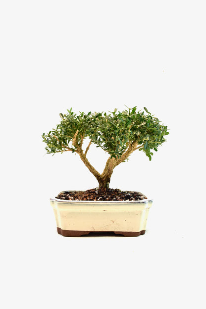 Taiwan Boxwood Bonsai Ceramic 7.5" Pot - One of a Kind Bonsai