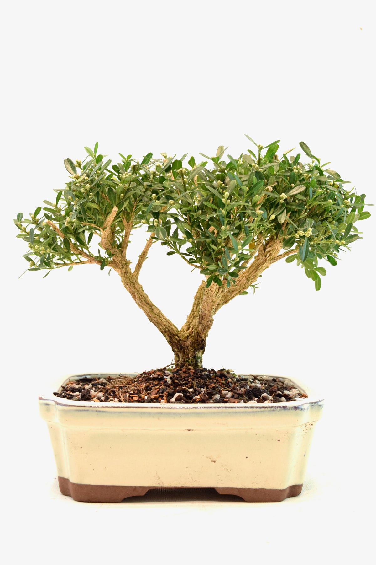 Taiwan Boxwood Bonsai Ceramic 7.5" Pot - One of a Kind Bonsai