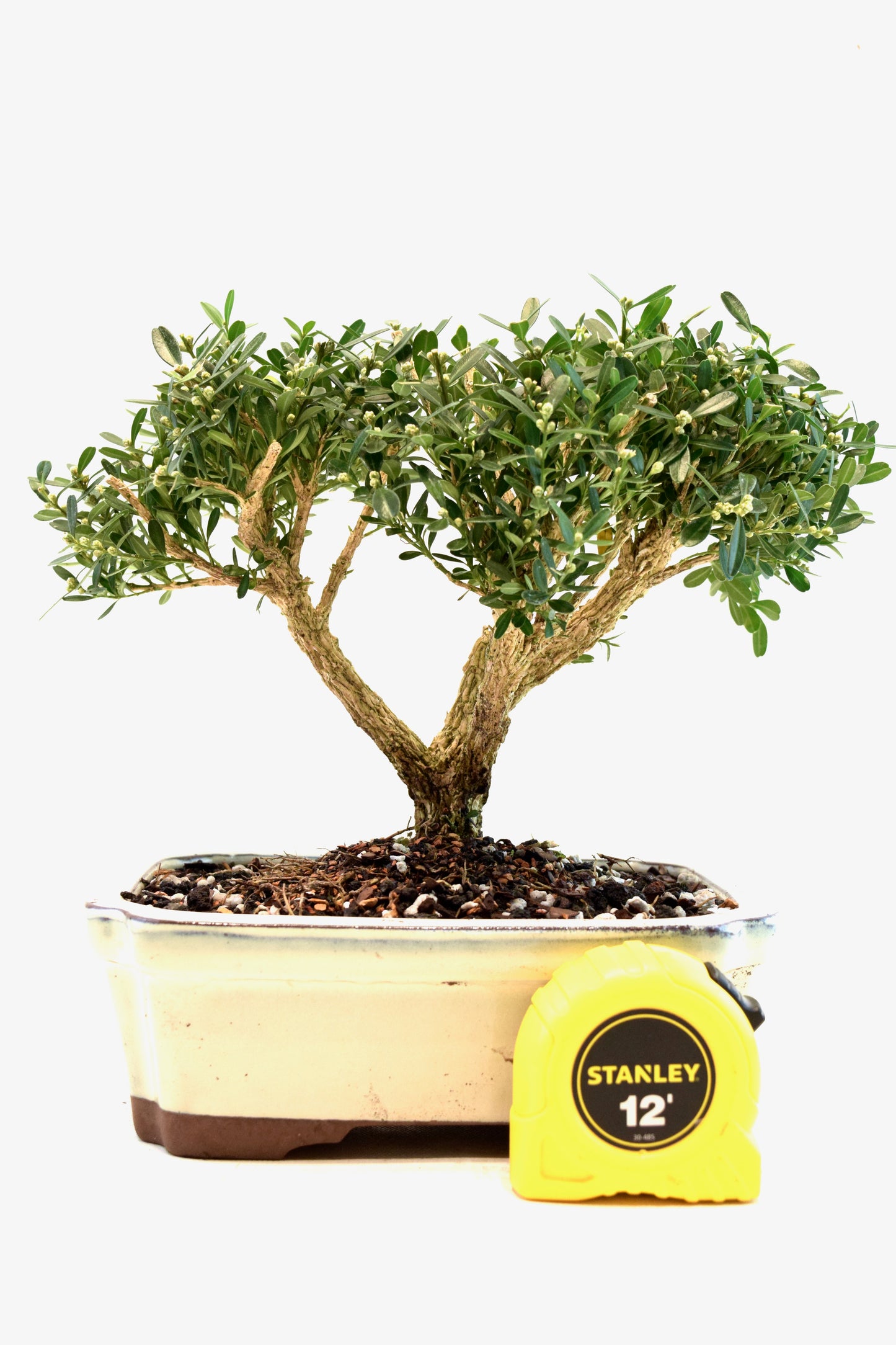 Taiwan Boxwood Bonsai Ceramic 7.5" Pot - One of a Kind Bonsai