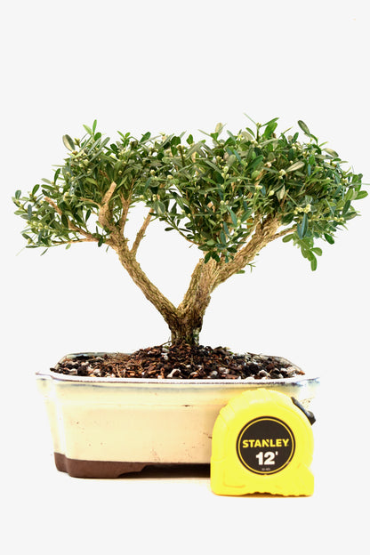 Taiwan Boxwood Bonsai Ceramic 7.5" Pot - One of a Kind Bonsai