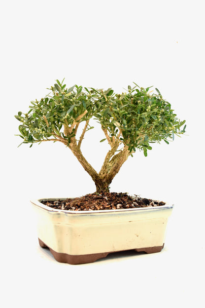 Taiwan Boxwood Bonsai Ceramic 7.5" Pot - One of a Kind Bonsai