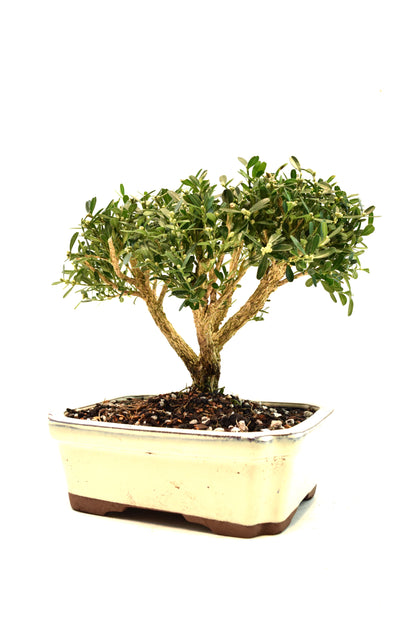 Taiwan Boxwood Bonsai Ceramic 7.5" Pot - One of a Kind Bonsai