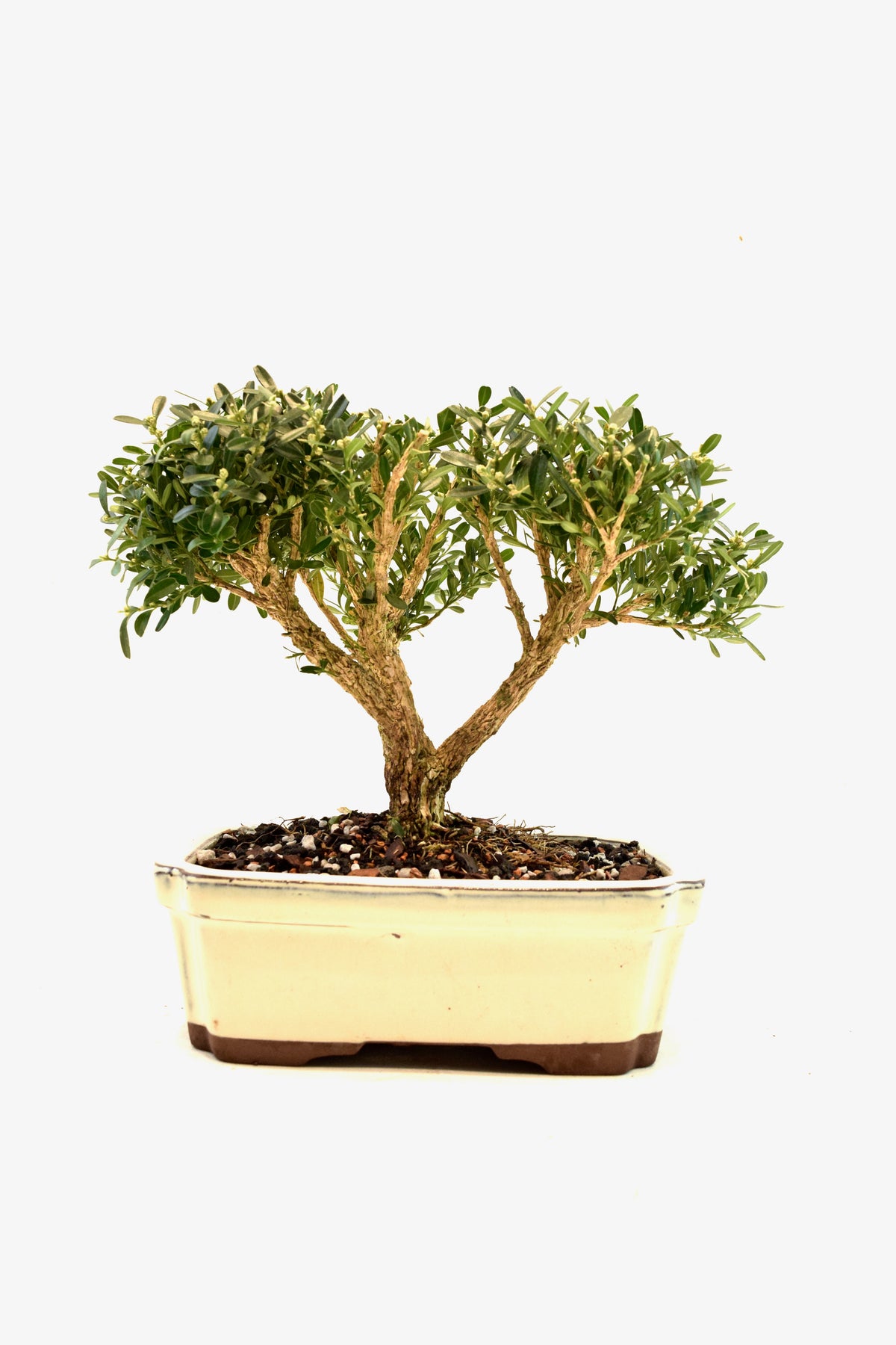 Taiwan Boxwood Bonsai Ceramic 7.5" Pot - One of a Kind Bonsai