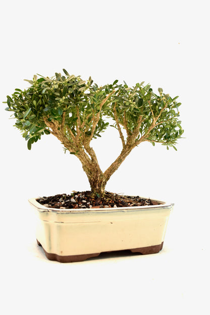 Taiwan Boxwood Bonsai Ceramic 7.5" Pot - One of a Kind Bonsai