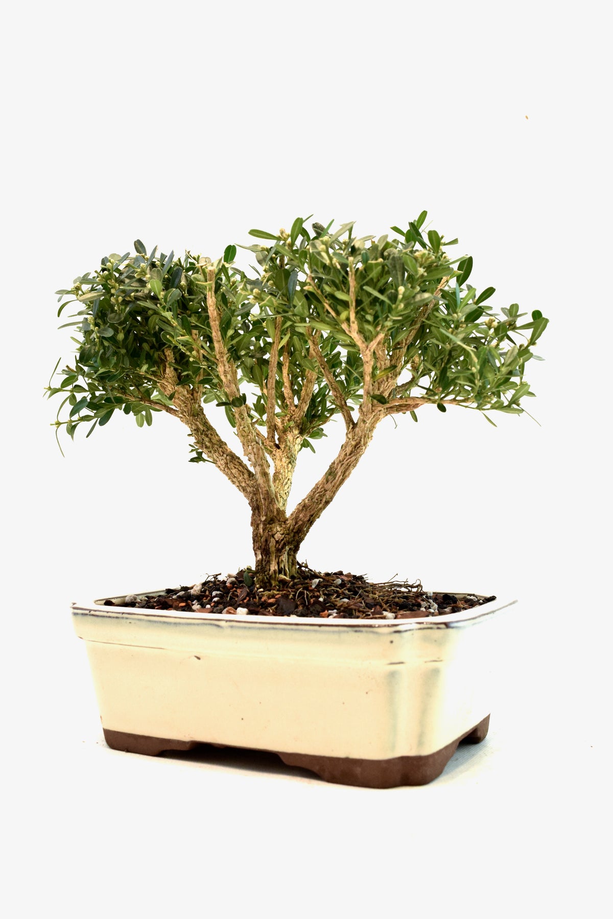 Taiwan Boxwood Bonsai Ceramic 7.5" Pot - One of a Kind Bonsai